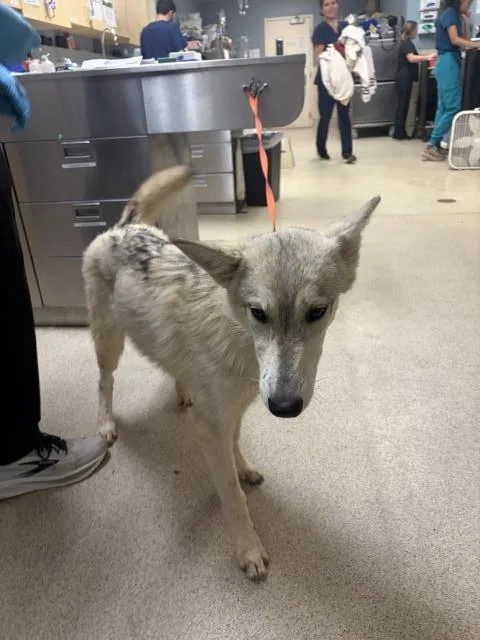 A young medium-sized female Husky dog named Kona for adoption in Riverside, CA