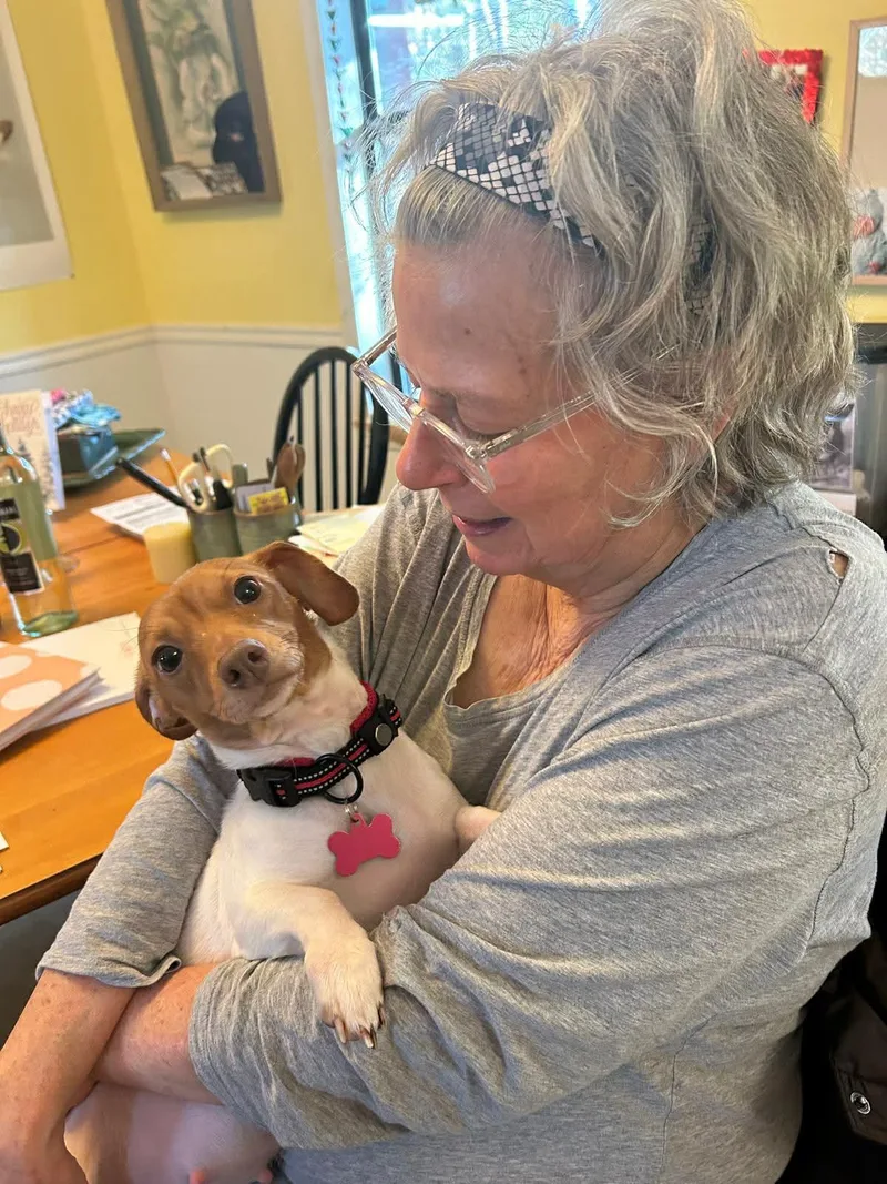 An adult small-sized female Dachshund dog named Thea for adoption in Stoughton, MA