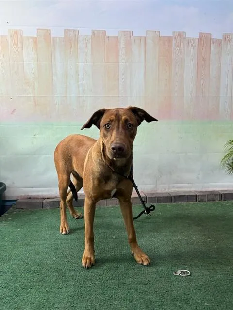 A young large-sized female Labrador Retriever dog named Mj for adoption in Baldwin Park, CA