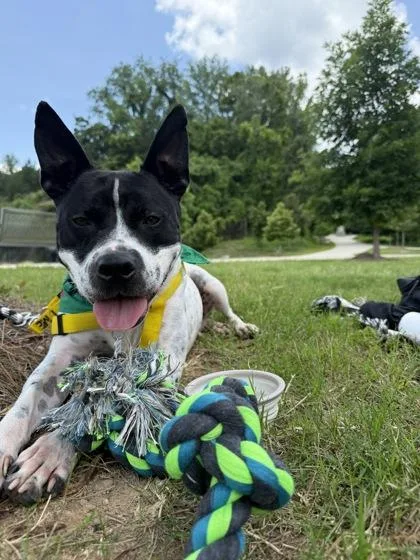 An adult large-sized male Pit Bull Terrier dog named Suzuki for adoption in Atlanta, GA