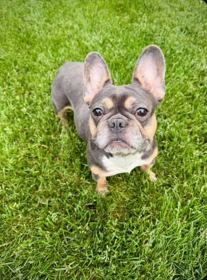 An adult small-sized female French Bulldog dog named Rain for adoption in Sioux Falls, SD