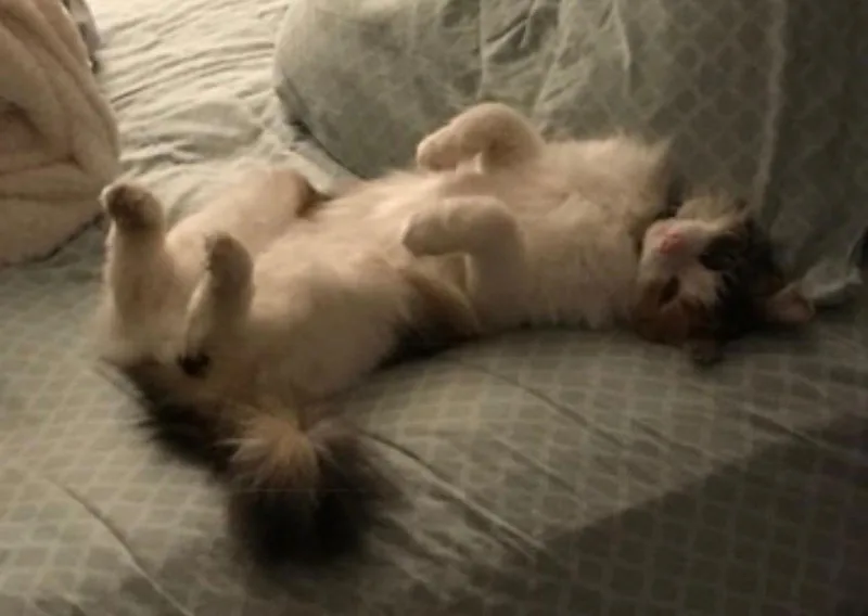 Miss Daisy thumbnail 2