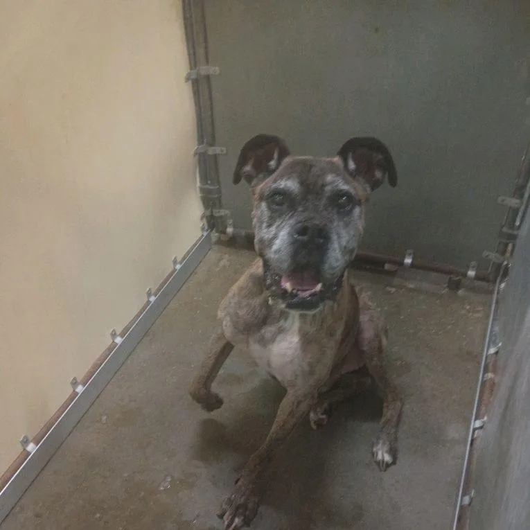 A senior large-sized male Brindle Mixed Breed dog named Joe Boxer for adoption in Columbiana, AL