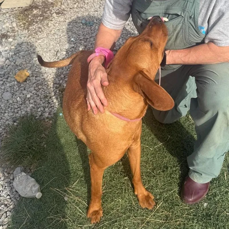 An adult medium-sized male Red / Chestnut / Orange Redbone Coonhound dog named George for adoption in Frederick, MD