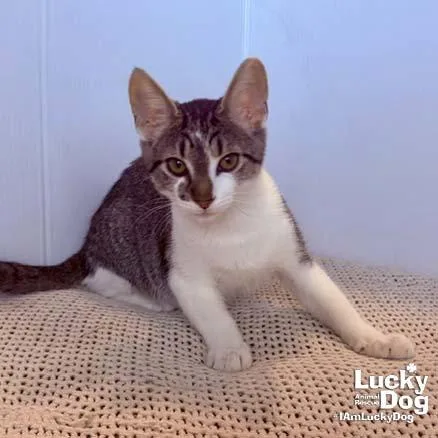 A young medium-sized male Domestic Short Hair cat named Parson for adoption in Washington, DC