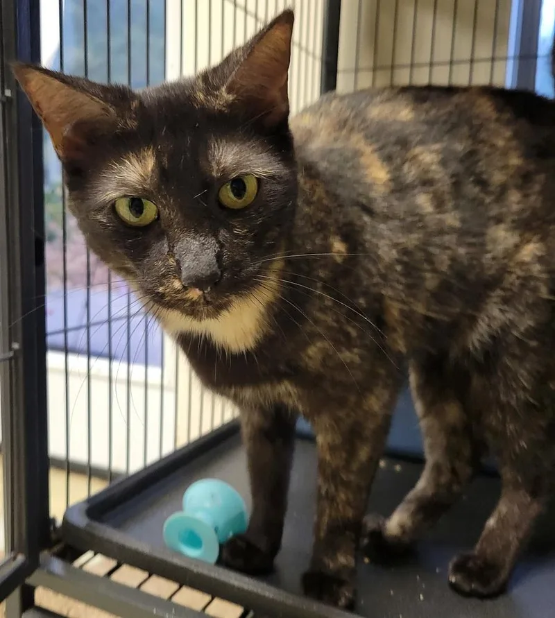 An adult medium-sized female Domestic Short Hair cat named Lizzy B for adoption in Hartwell, GA