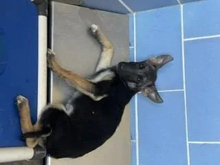 A baby small-sized female German Shepherd Dog dog named Phoenix for adoption in Norco, CA