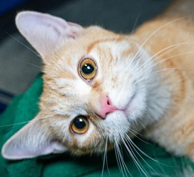 A young medium-sized female Domestic Short Hair cat named Julius for adoption in Boston, MA