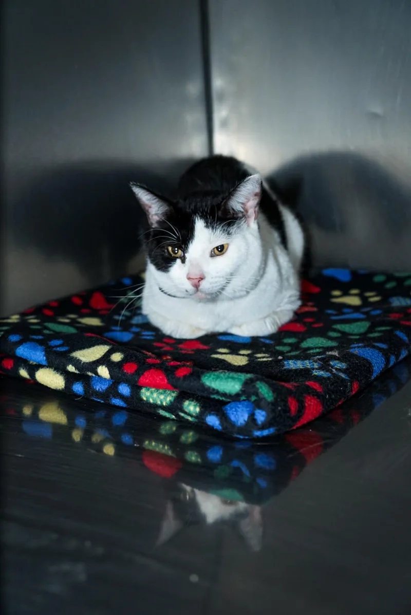 An adult medium-sized female Black & White / Tuxedo Domestic Short Hair cat named Nyla for adoption in Sonora, CA