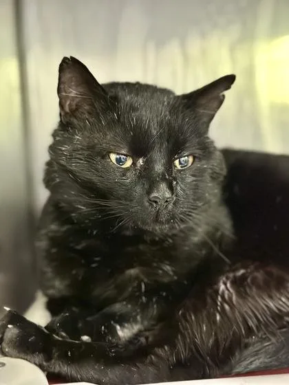 Sirius Black thumbnail 2