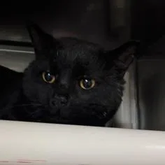 Sirius Black thumbnail 3