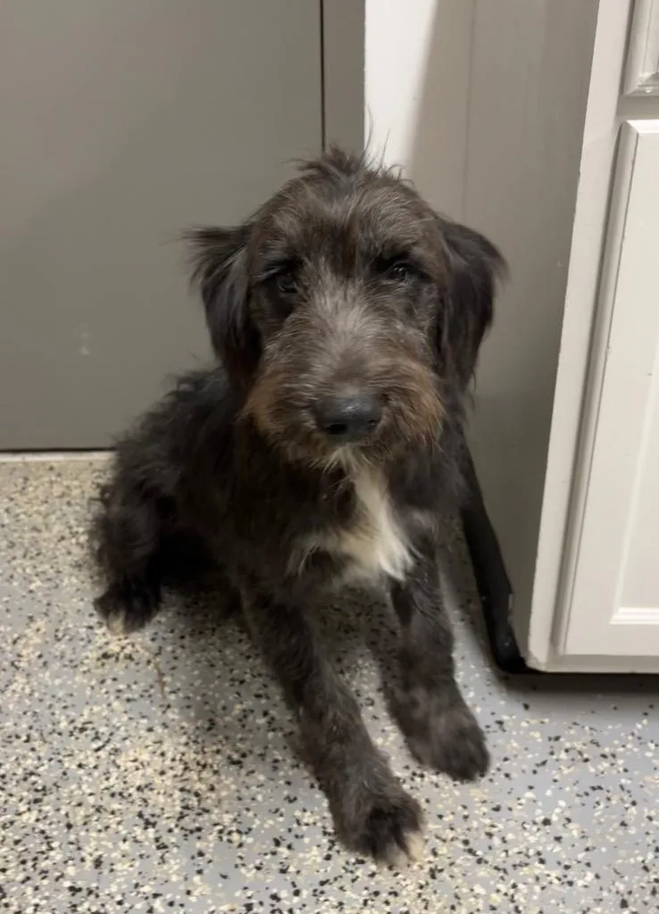 A baby medium-sized male Schnauzer dog named Curly for adoption in Seven Points, TX