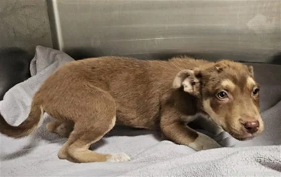 A baby medium-sized female Mixed Breed dog named Jasmine for adoption in Los Angeles, CA