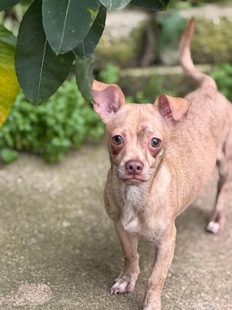 A baby medium-sized male Chihuahua dog named Squeak for adoption in Ashville, OH