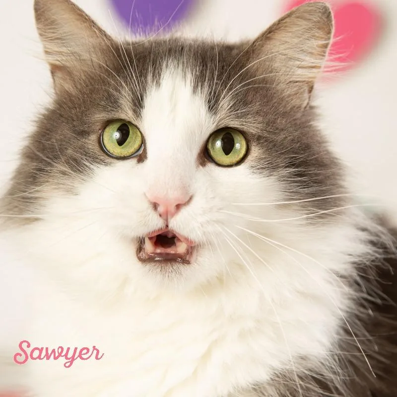 Sawyer thumbnail 6