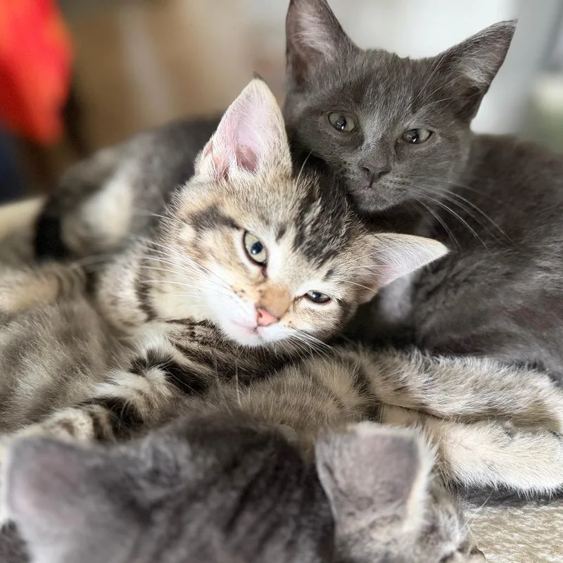 A baby small-sized female Gray / Blue / Silver Domestic Short Hair cat named Alexis for adoption in Skokie, IL