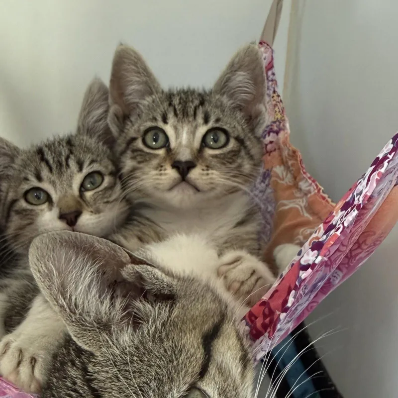 A baby small-sized female Domestic Short Hair cat named Croissant for adoption in Oakland, CA