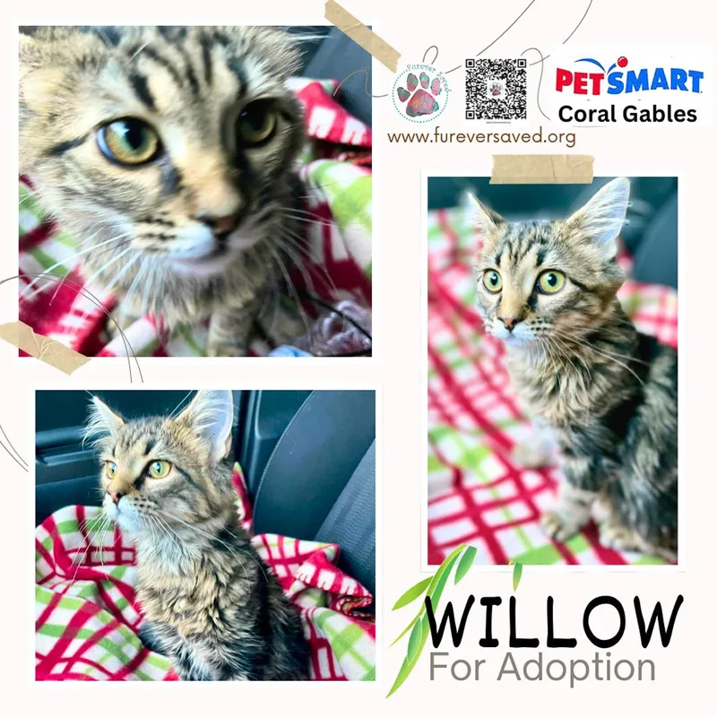 Willow