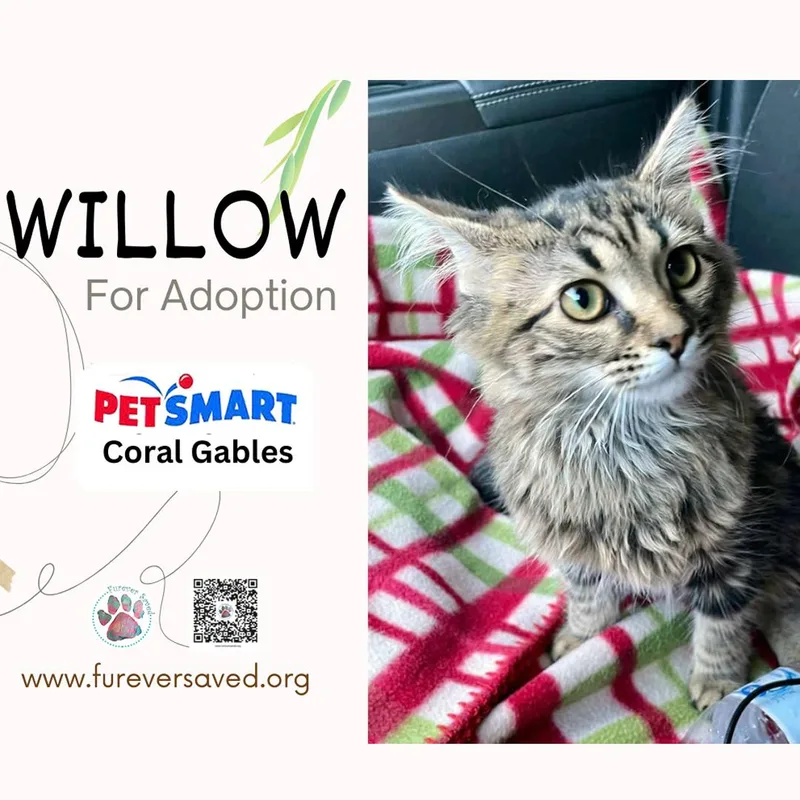 Willow thumbnail 2