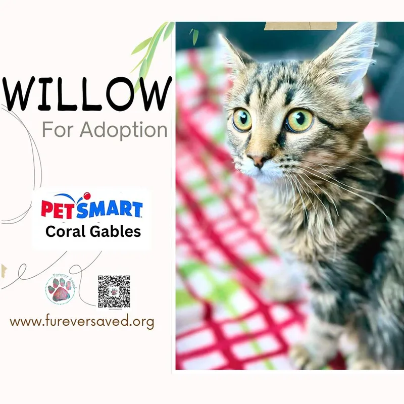 Willow thumbnail 3