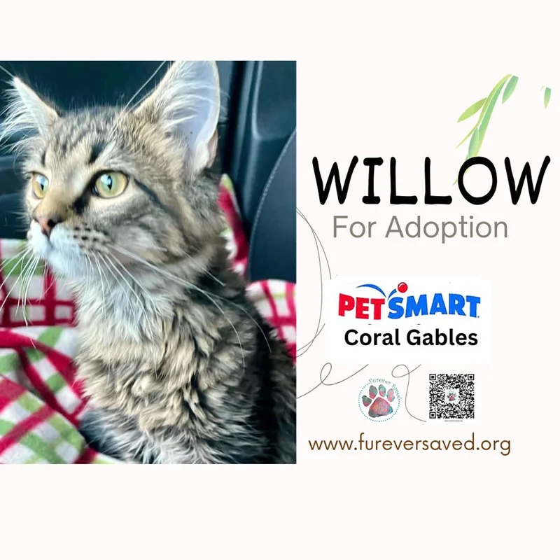 Willow thumbnail 4