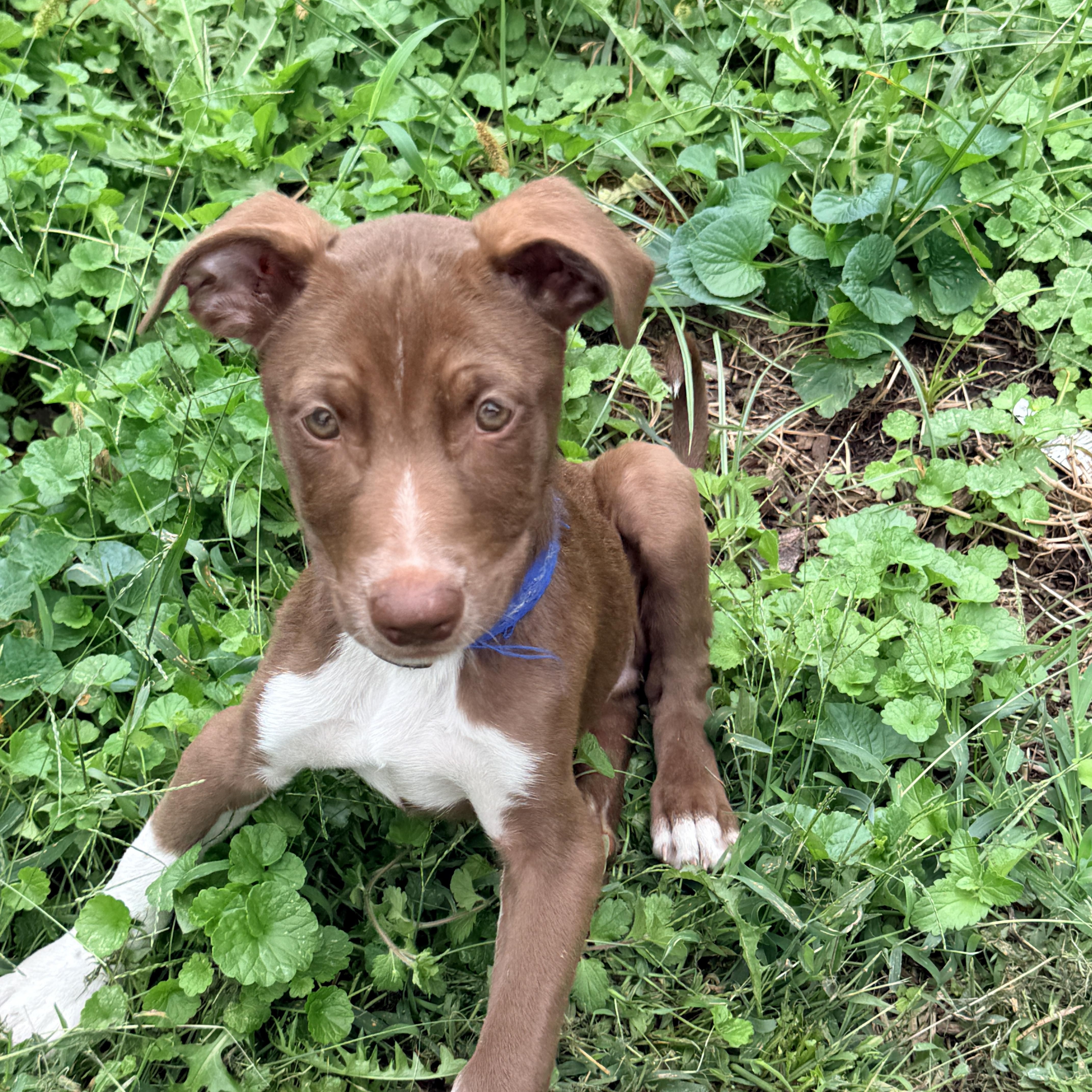 A baby medium-sized male Pointer dog named Corona for adoption in Columbia, MD