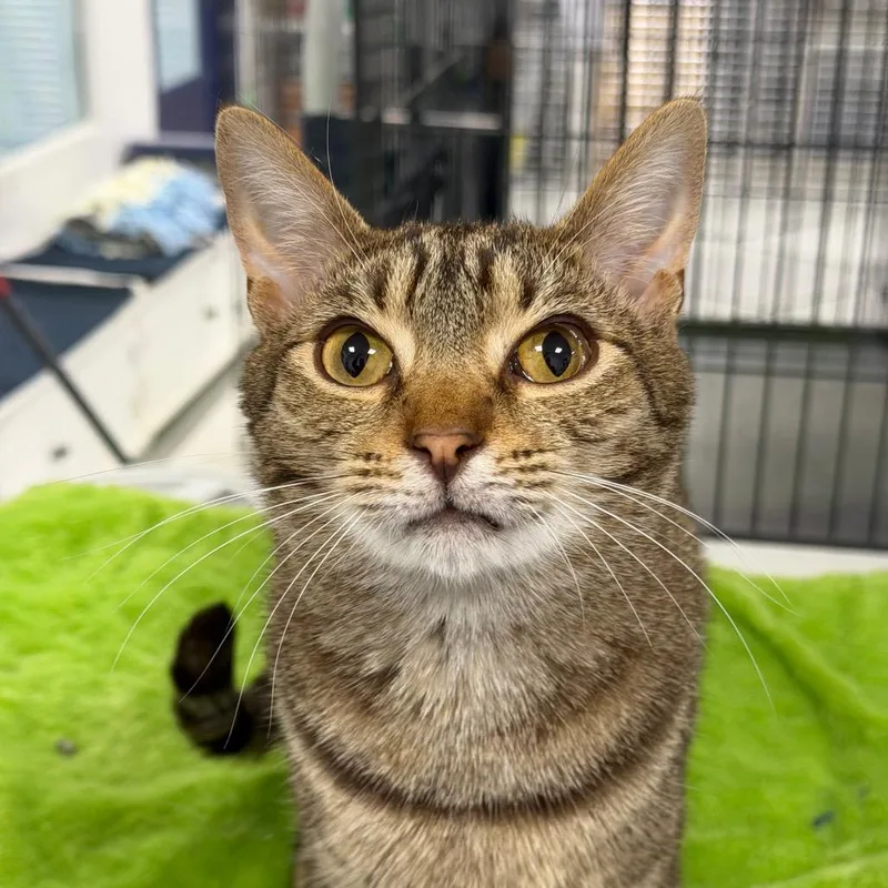 A young medium-sized male Gray / Blue / Silver Domestic Short Hair cat named Leo for adoption in Hampton Bays, NY