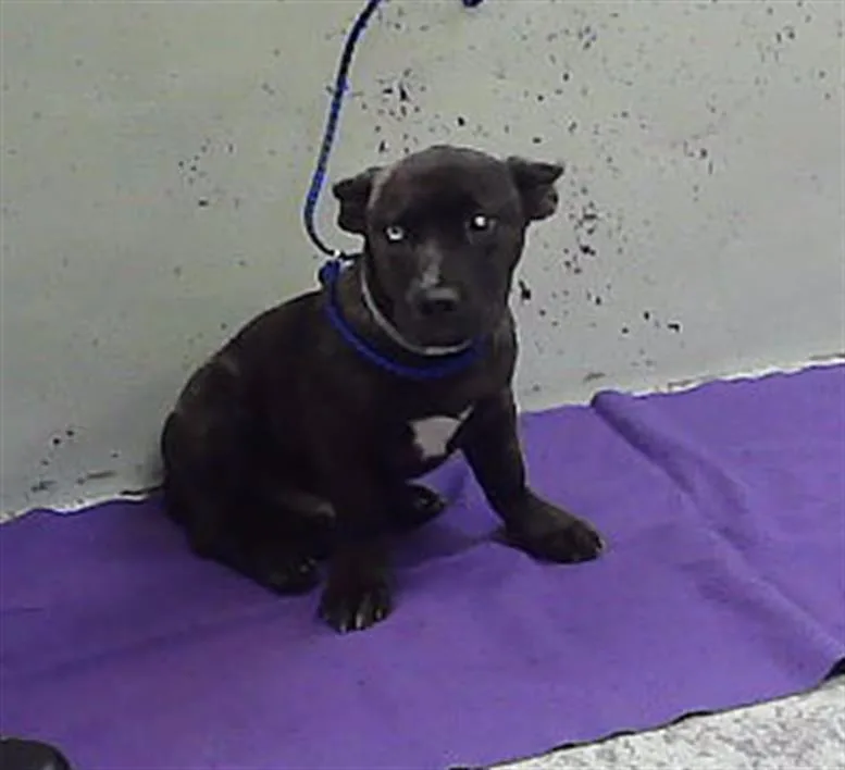 A baby small-sized male Belgian Shepherd / Malinois dog named A for adoption in Houston, TX