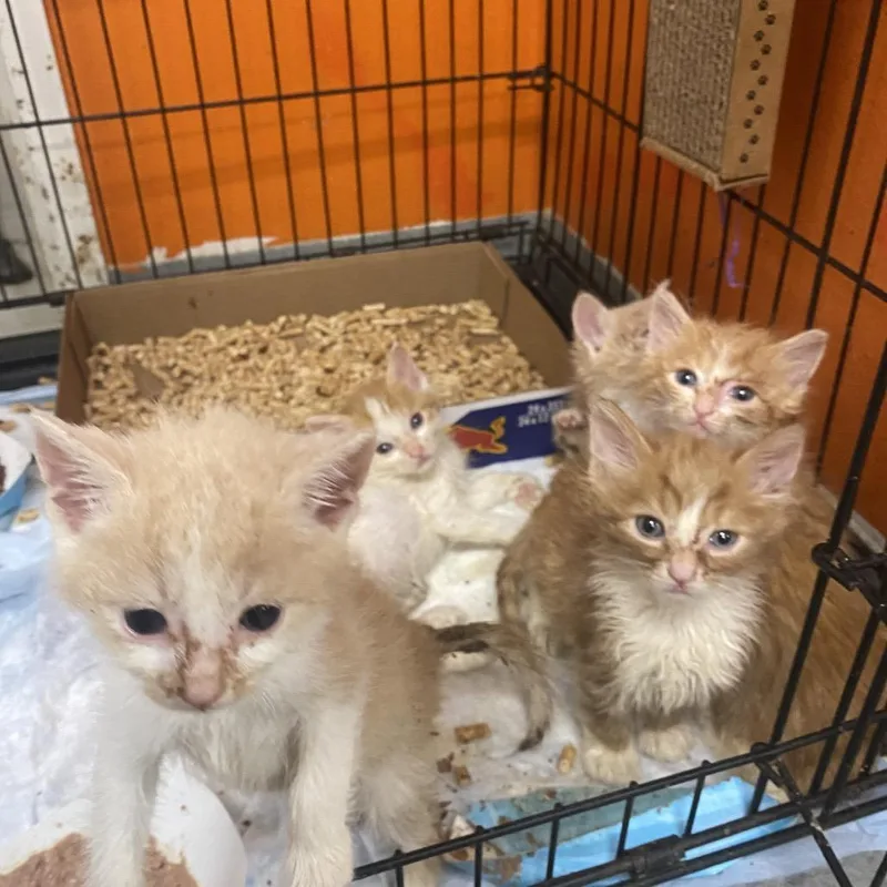 A baby small-sized male Orange / Red Domestic Short Hair cat named Hercules for adoption in Westminster, CA