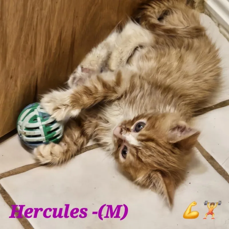 Hercules thumbnail 2