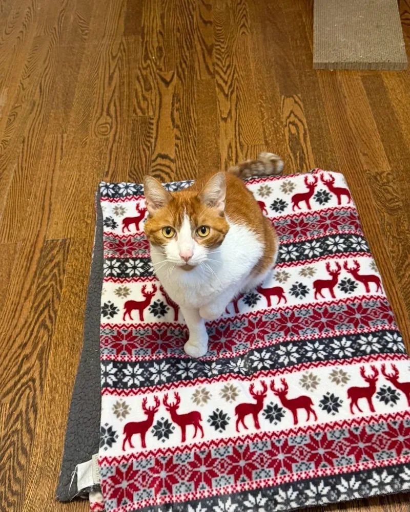 An adult medium-sized male Domestic Short Hair cat named Swaggy for adoption in Glastonbury, CT