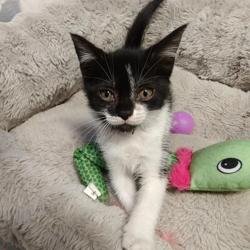 Artemis