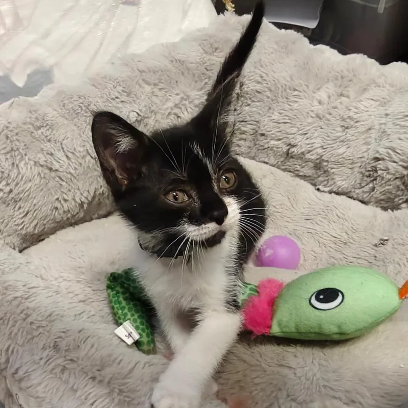 Artemis thumbnail 4