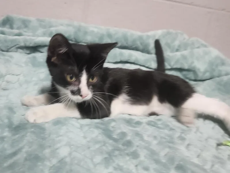 A young medium-sized female Domestic Short Hair cat named Butterfly Milkweed for adoption in Lexington, TN