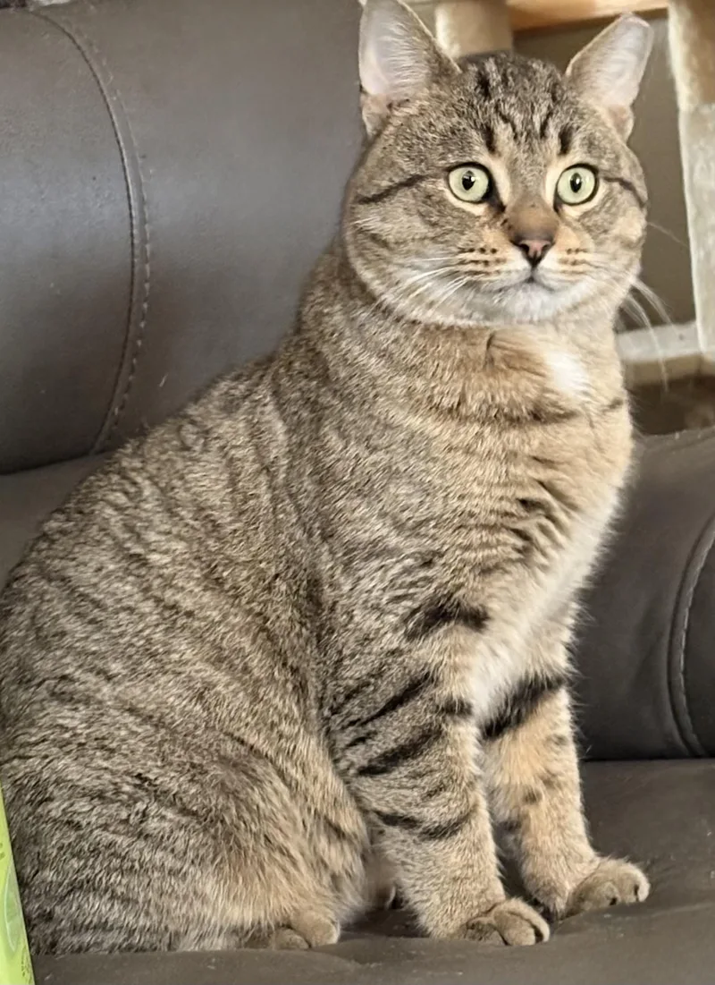 A young medium-sized male Domestic Short Hair cat named Rocky for adoption in Springfield, PA