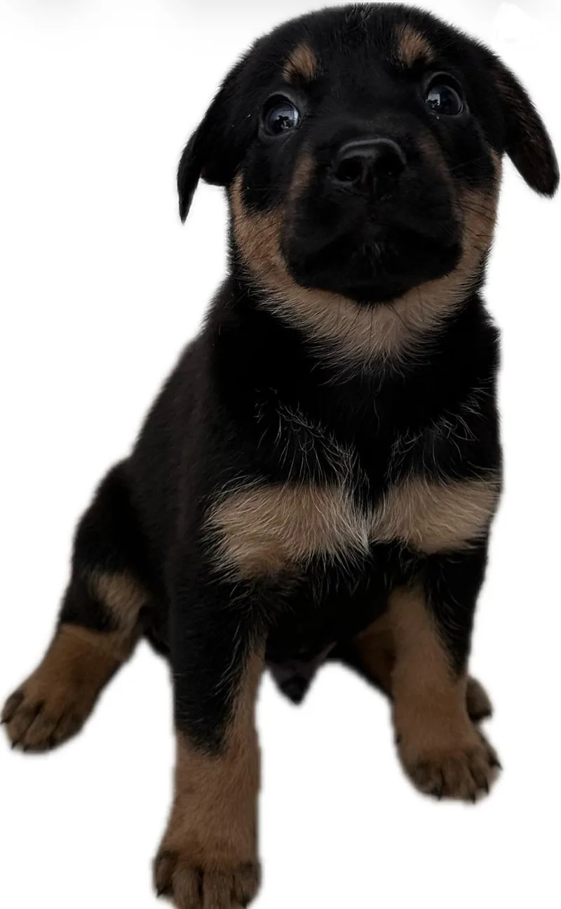 Paco Pedro