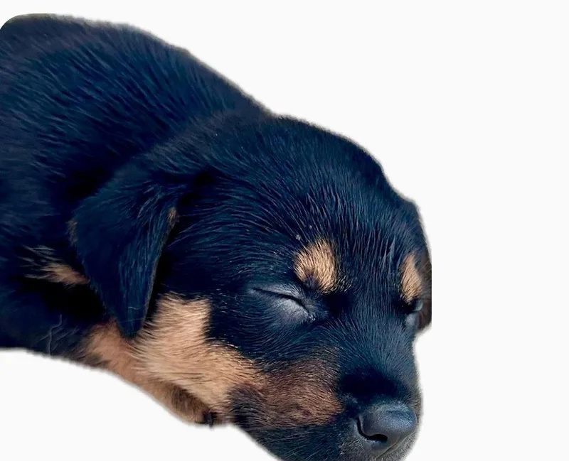 Paco Pedro thumbnail 3