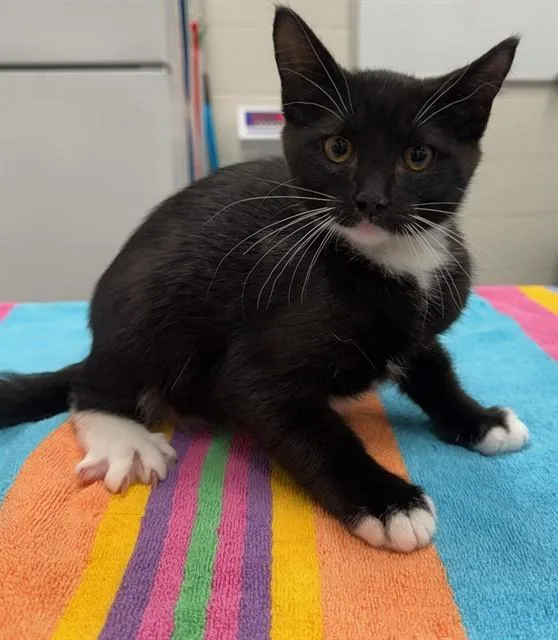 A baby small-sized female Domestic Short Hair cat named Circe for adoption in Peoria, IL