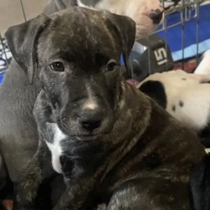 A baby medium-sized male Terrier dog named Apollo for adoption in Elk Grove Village, IL