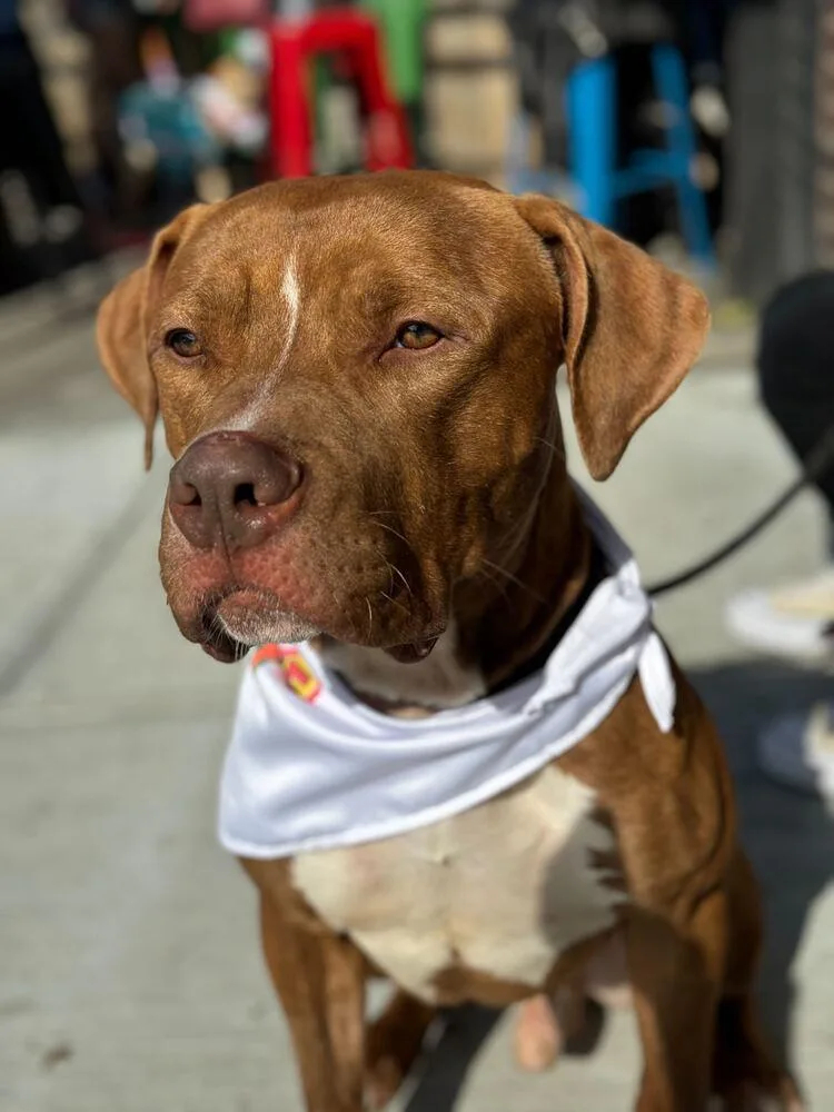 An adult large-sized male Red / Chestnut / Orange Mixed Breed dog named Benny for adoption in New York, NY