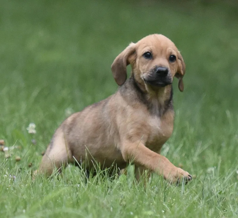 A baby medium-sized male Shepherd dog named Waylon for adoption in Mechanicsburg, PA
