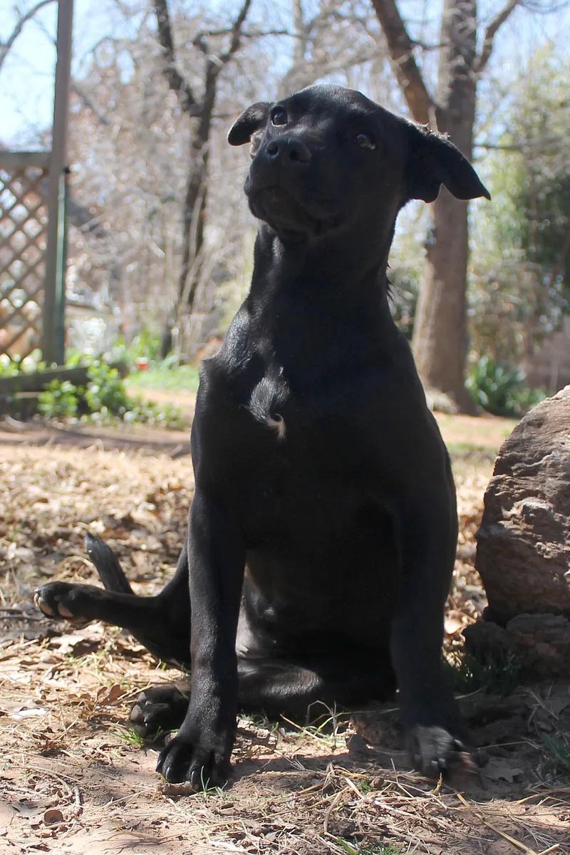 A baby medium-sized female Black Labrador Retriever dog named Spud for adoption in Guthrie, OK