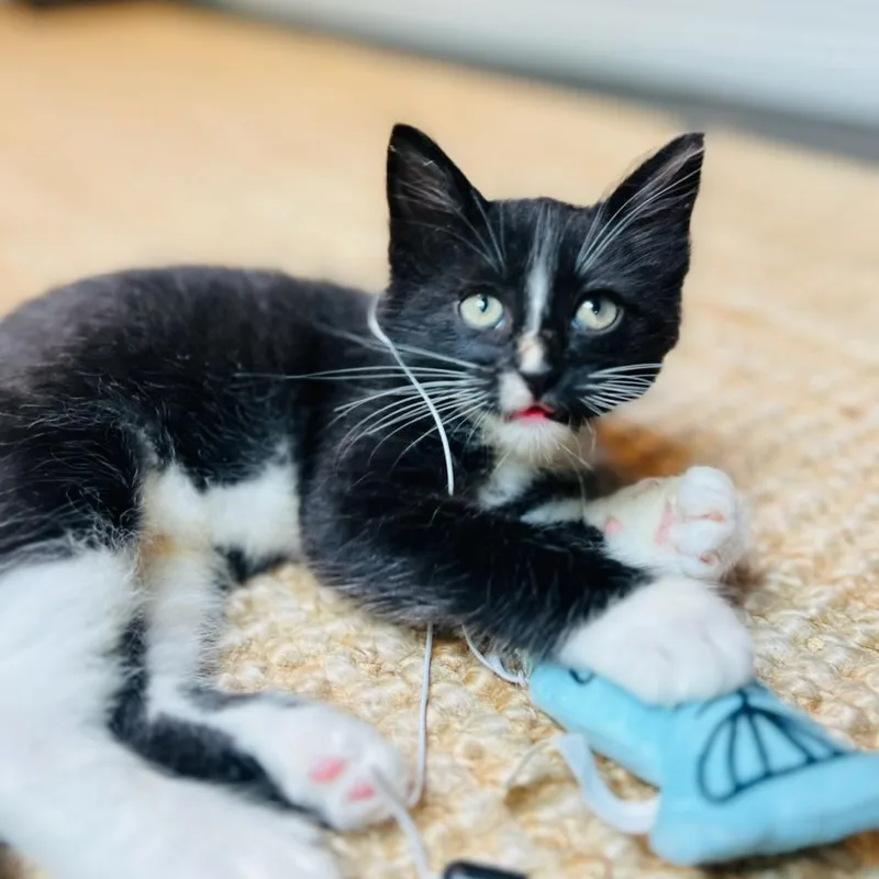 A baby small-sized male Black Domestic Short Hair cat named Gordon for adoption in Houston, TX
