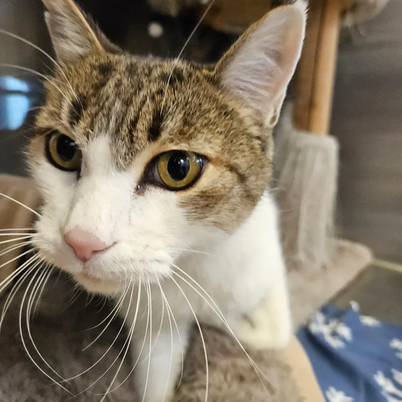 An adult small-sized male White Domestic Short Hair cat named Victor for adoption in Grantsville, UT