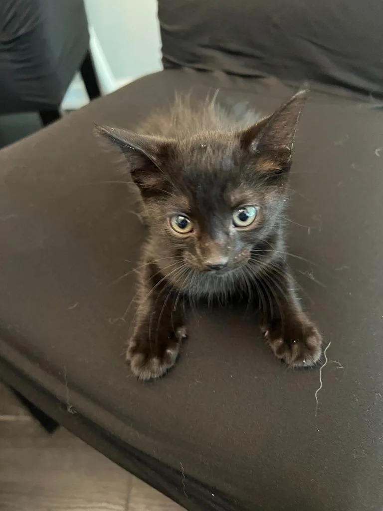 A baby small-sized male Domestic Short Hair cat named MidnightZylus for adoption in Darien, GA