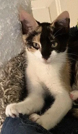 A baby small-sized female Tortoiseshell cat named Zoe C Ingram for adoption in Saunderstown, RI