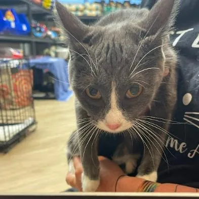 A young medium-sized female Gray / Blue / Silver Domestic Short Hair cat named Silver C for adoption in Princeton, MN