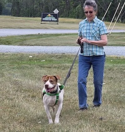 A senior large-sized male Hound dog named Ziggy for adoption in Palmyra, VA