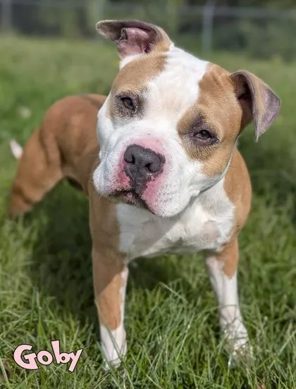 An adult medium-sized male Pit Bull Terrier dog named Goby for adoption in Mason, MI