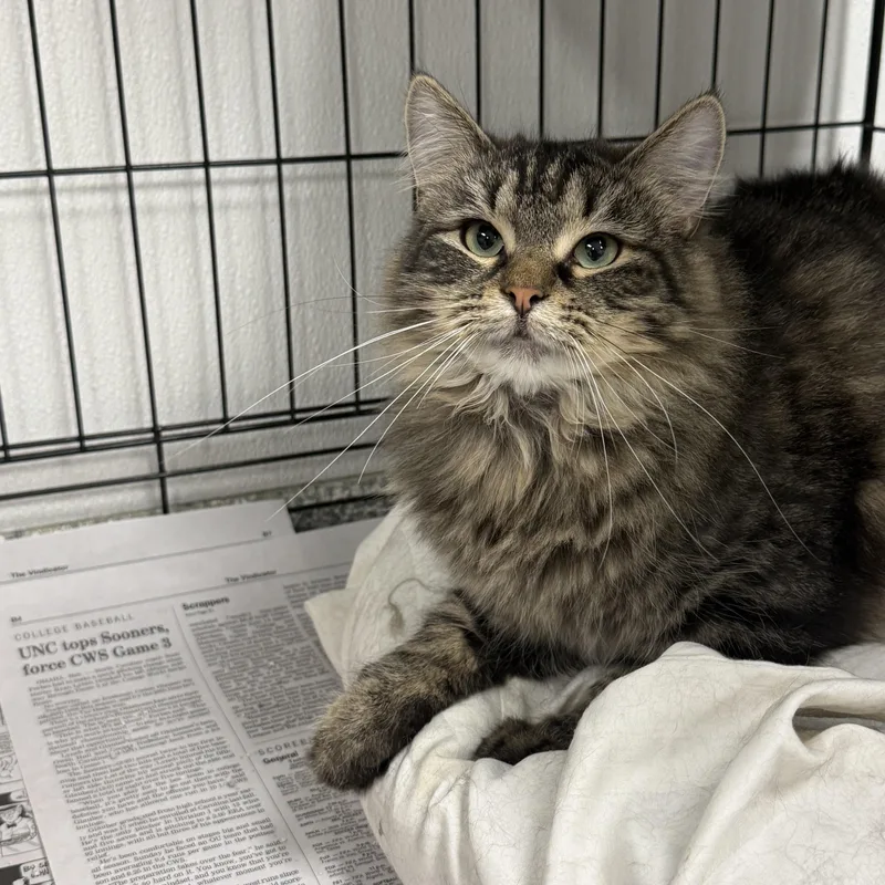 A young medium-sized female Tabby (Brown / Chocolate) Domestic Long Hair cat named Cupcake for adoption in Youngstown, OH